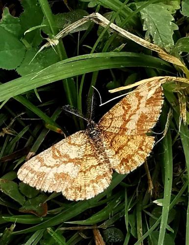 Réf. 330 087 : Ematurga atomaria